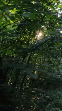 Ağaçlı bir ormanın dikey videosu