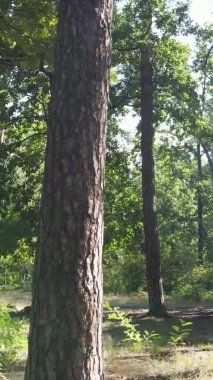 Ağaçlı bir ormanın dikey videosu