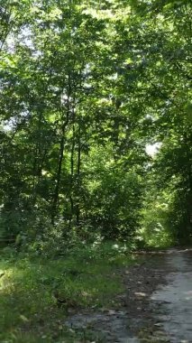 Ağaçlı bir ormanın dikey videosu