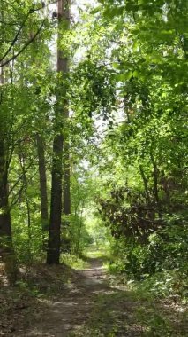 Ağaçlı bir ormanın dikey videosu