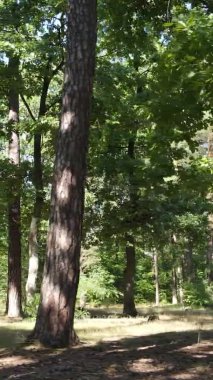 Ağaçlı bir ormanın dikey videosu