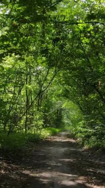 Ağaçlı bir ormanın dikey videosu