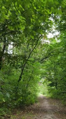 Ağaçlı bir ormanın dikey videosu