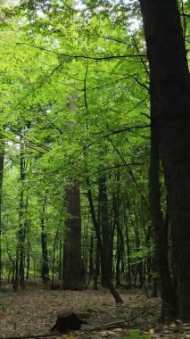 Ağaçlı bir ormanın dikey videosu