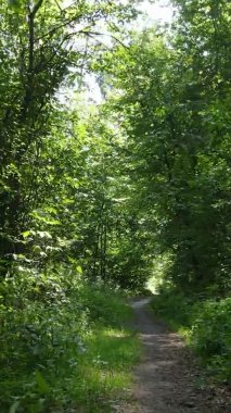 Ağaçlı bir ormanın dikey videosu