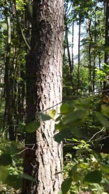 Ağaçlı bir ormanın dikey videosu