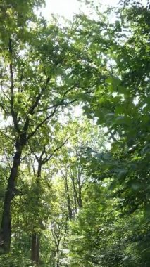 Ağaçlı bir ormanın dikey videosu