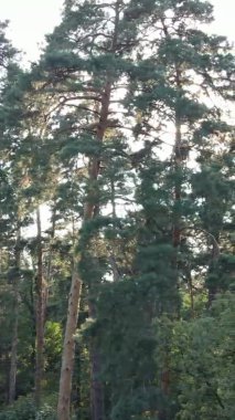 Ağaçlı bir ormanın dikey videosu