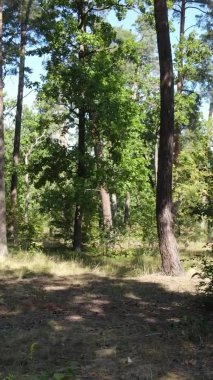 Ağaçlı bir ormanın dikey videosu