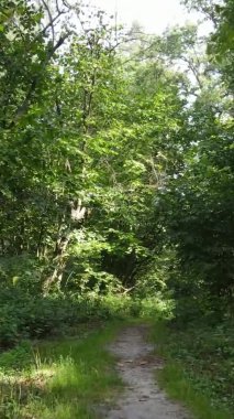 Yazın güzel bir ormanın dikey videosu