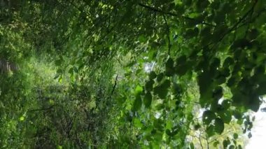 Yazın güzel bir ormanın dikey videosu