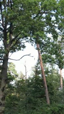 Yazın güzel bir ormanın dikey videosu