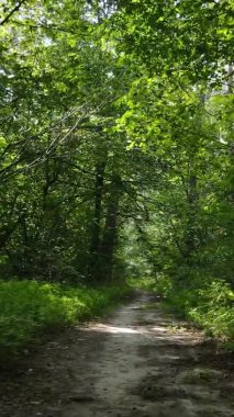 Yazın güzel bir ormanın dikey videosu