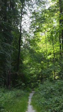 Yazın güzel bir ormanın dikey videosu