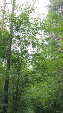 Yazın güzel bir ormanın dikey videosu