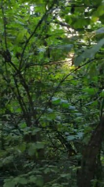 Yazın güzel bir ormanın dikey videosu