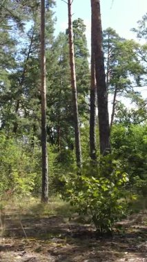 Yazın güzel bir ormanın dikey videosu