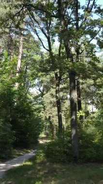 Yazın güzel bir ormanın dikey videosu