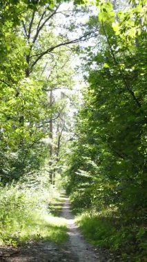 Yazın güzel bir ormanın dikey videosu