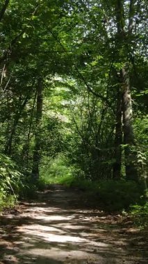 Yazın güzel bir ormanın dikey videosu