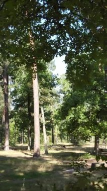 Yazın güzel bir ormanın dikey videosu