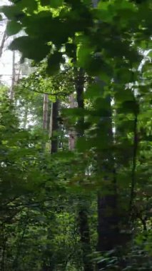 Yazın güzel bir ormanın dikey videosu