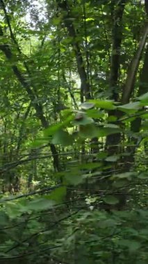 Yazın güzel bir ormanın dikey videosu