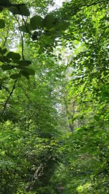 Yazın güzel bir ormanın dikey videosu