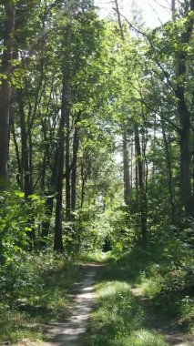 Yazın güzel bir ormanın dikey videosu