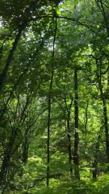 Yazın güzel bir ormanın dikey videosu