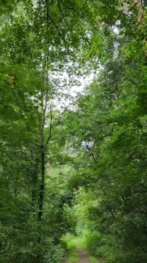 Yazın güzel bir ormanın dikey videosu