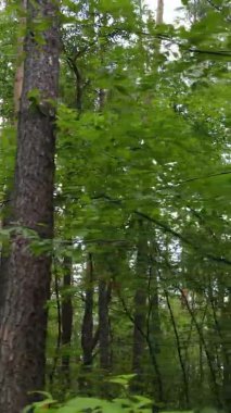 Yazın güzel bir ormanın dikey videosu