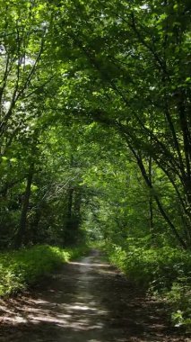 Yazın güzel bir ormanın dikey videosu