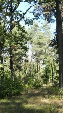 Yazın güzel bir ormanın dikey videosu