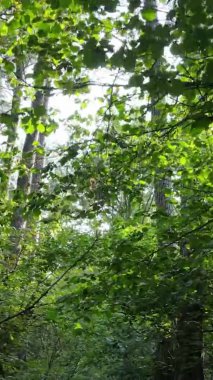 Yazın güzel bir ormanın dikey videosu