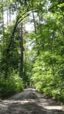 Yazın güzel bir ormanın dikey videosu