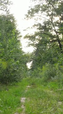 Yazın güzel bir ormanın dikey videosu