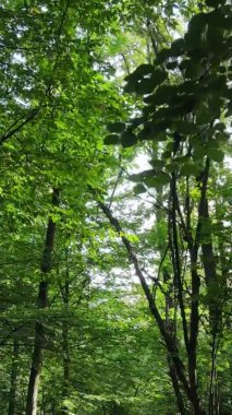 Yazın güzel bir ormanın dikey videosu