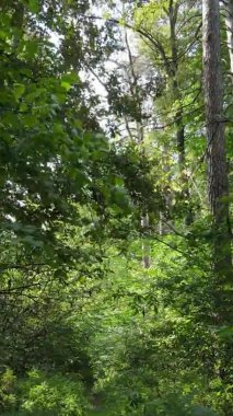 Yazın güzel bir ormanın dikey videosu