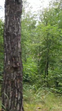 Yazın güzel bir ormanın dikey videosu