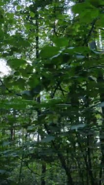 Yazın güzel bir ormanın dikey videosu