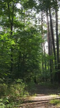 Yazın güzel bir ormanın dikey videosu