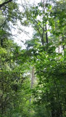 Yazın güzel bir ormanın dikey videosu