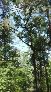 Yazın güzel bir ormanın dikey videosu