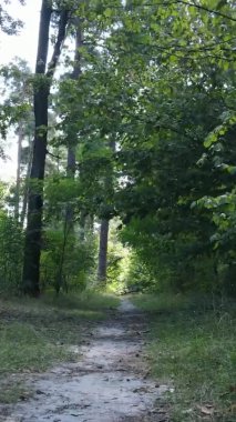 Yazın güzel bir ormanın dikey videosu