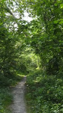 Yazın güzel bir ormanın dikey videosu