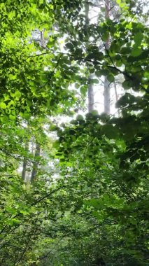 Yazın güzel bir ormanın dikey videosu