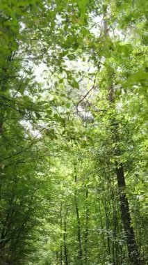 Yazın güzel bir ormanın dikey videosu