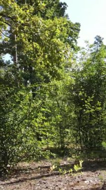 Yazın güzel bir ormanın dikey videosu