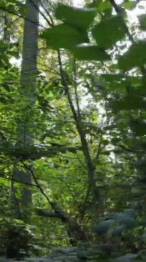 Yazın güzel bir ormanın dikey videosu